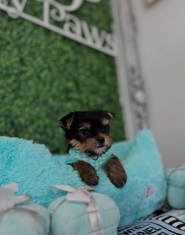 Bella, a female Yorkie sitting in turquoise bedding, photo 3 of 7