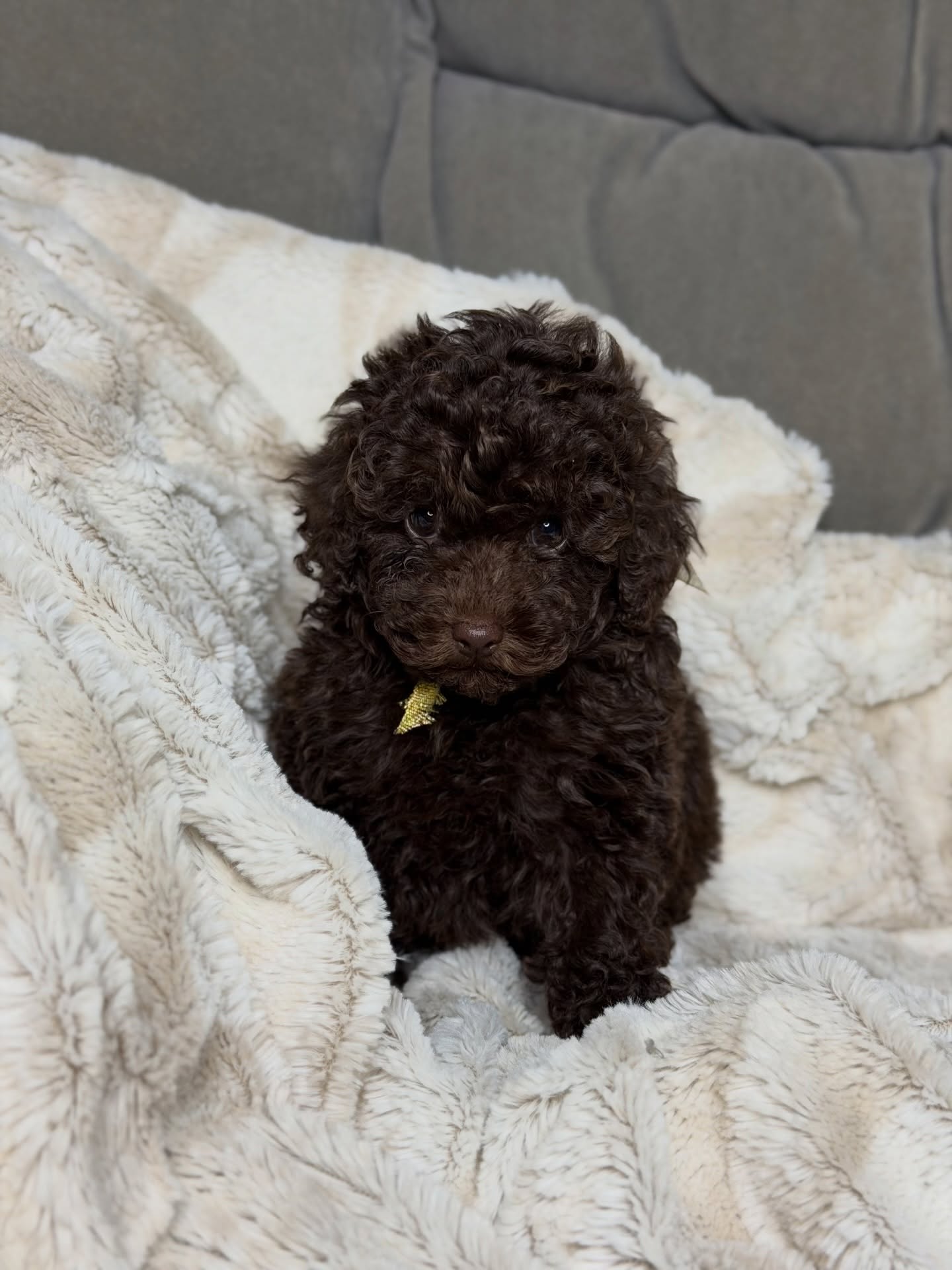 Daisy, a female Poodle wearing a gold ribbon, photo 5 of 6
