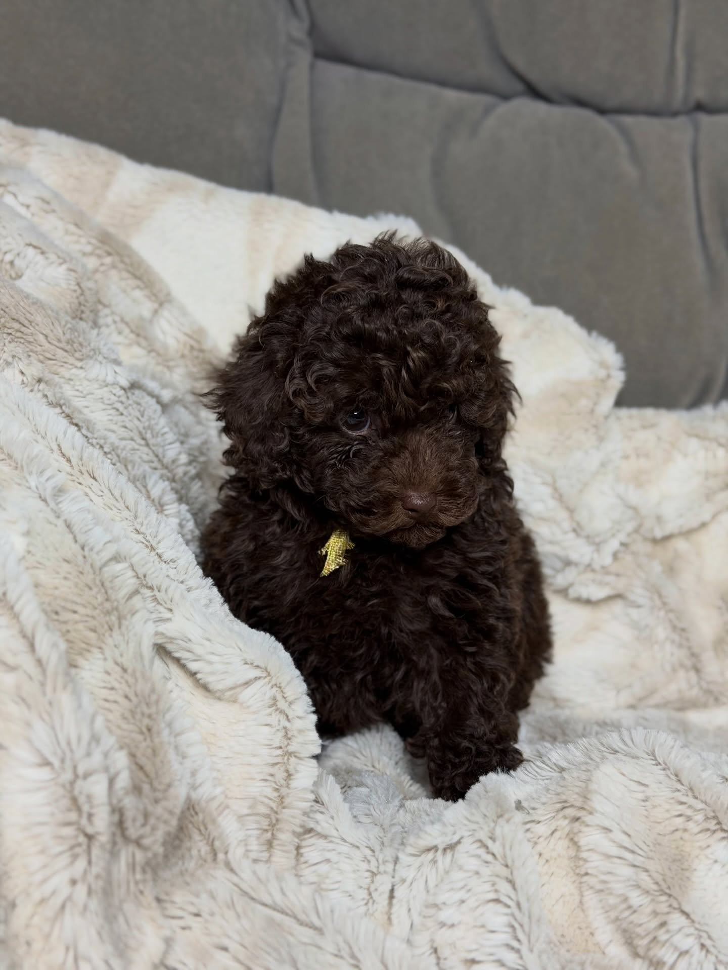 Daisy, a female Poodle resting in pale blankets, photo 6 of 6