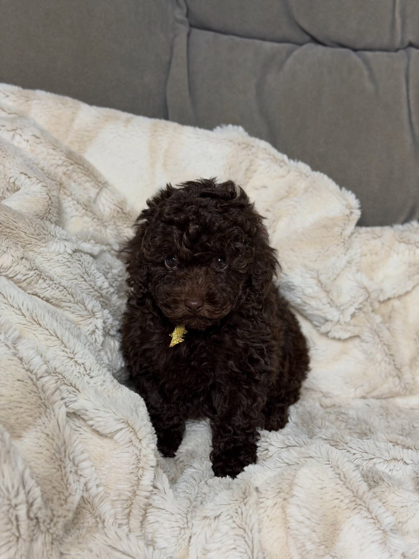 Daisy, a female Poodle looking toward the camera, photo 3 of 6