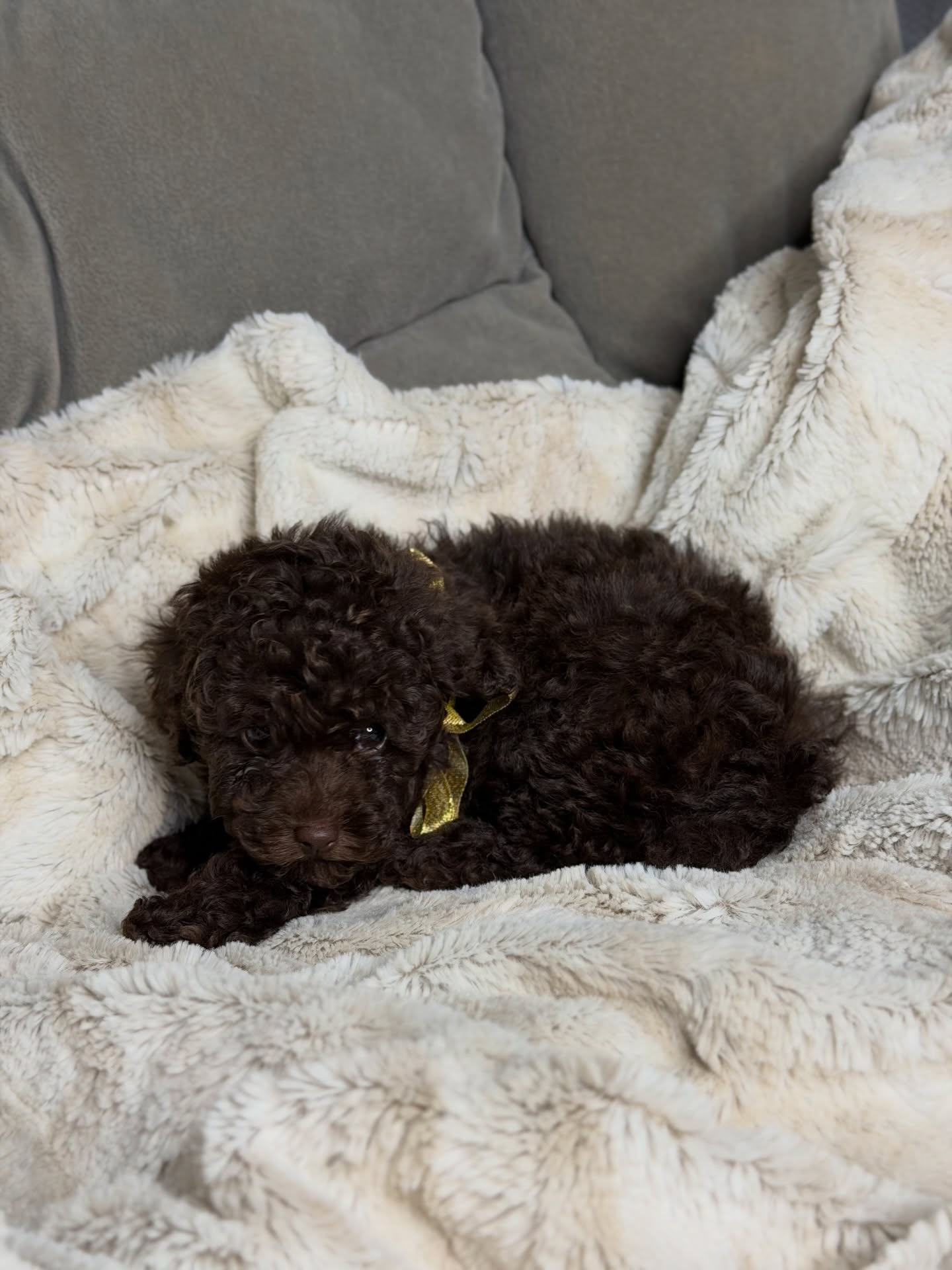 Daisy, a female Poodle resting on a pale blanket, photo 1 of 6