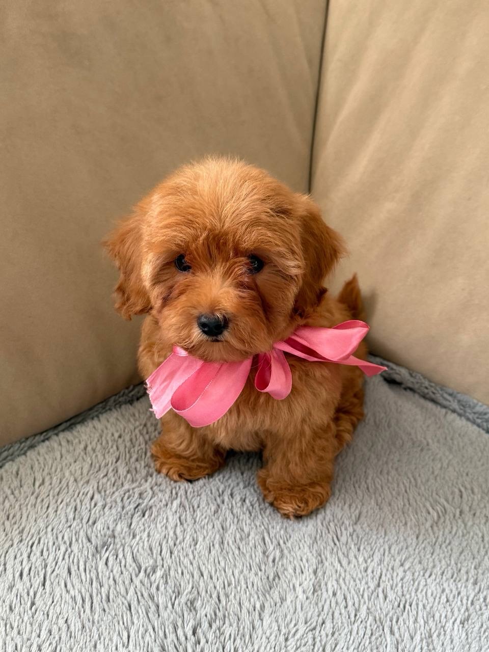 Milo, a male Poodle wearing a pink bow on a grey blanket, photo 5 of 5