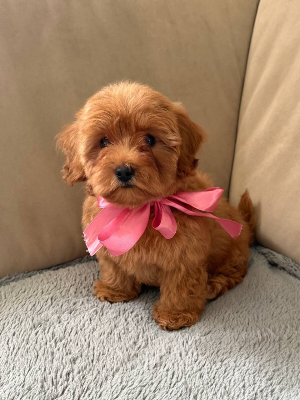 Milo, a male Poodle looking toward the camera in a pink bow, photo 2 of 5