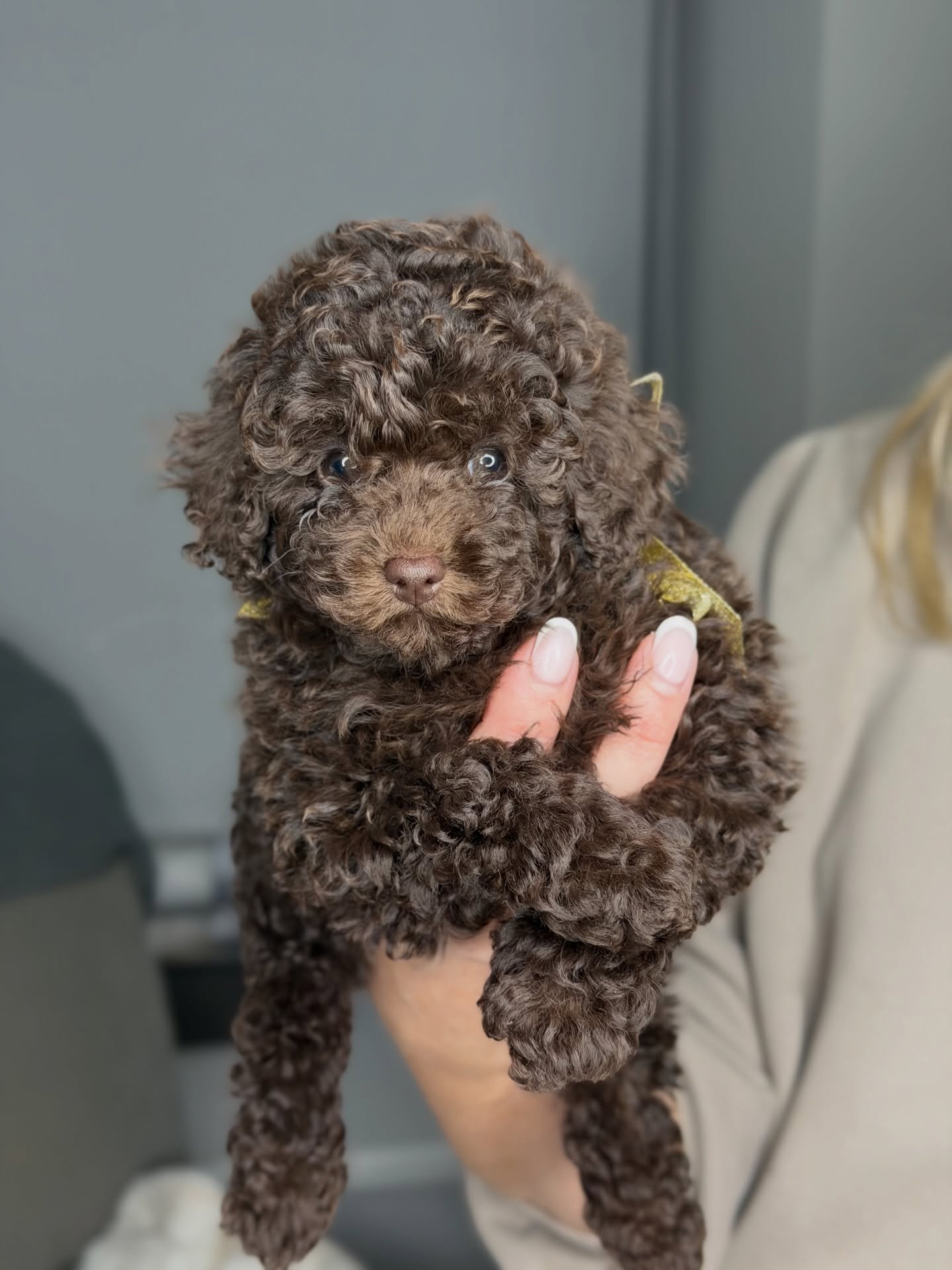 Coco being held for a portrait, photo 2 of 5