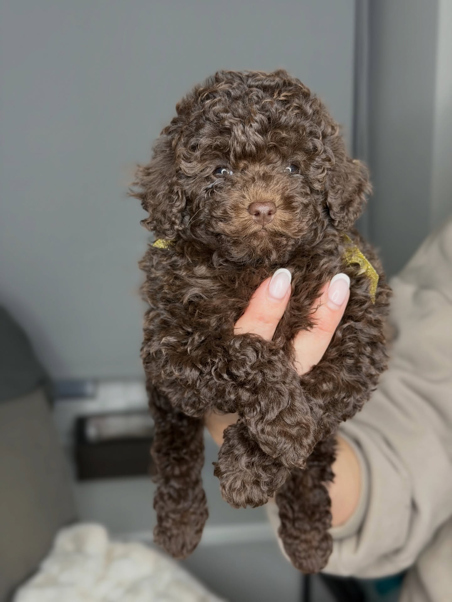 Coco, a female Poodle being held securely, photo 1 of 5