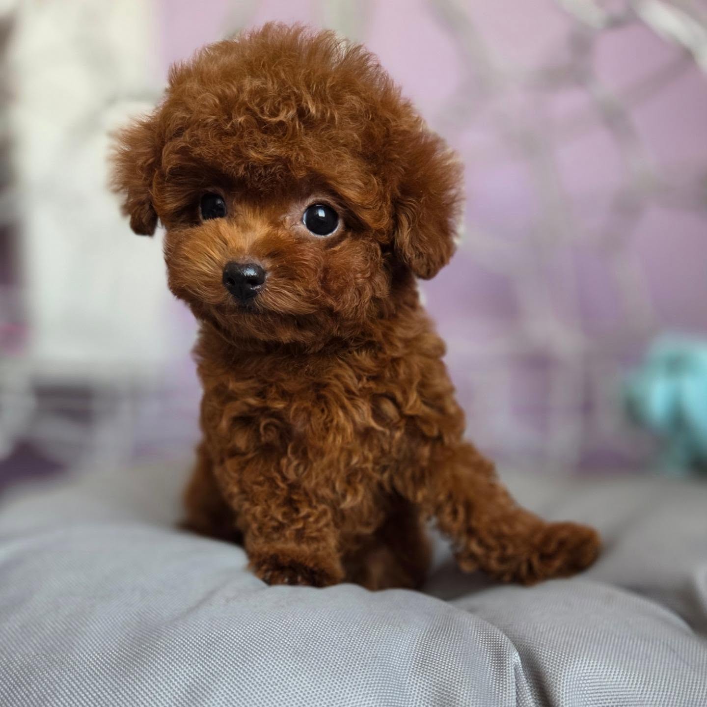 Teddy facing forward on a soft cushion, photo 7 of 7