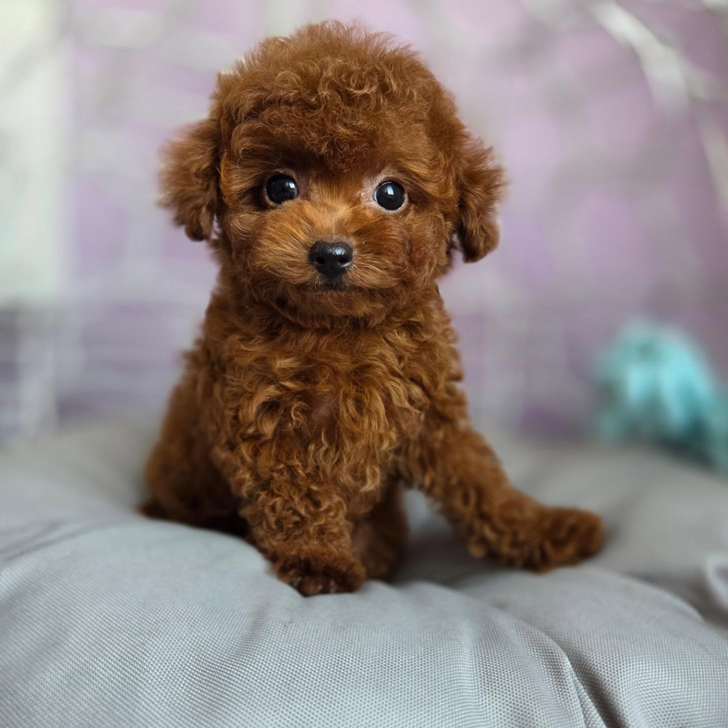 Teddy sitting on a soft cushion, photo 4 of 7