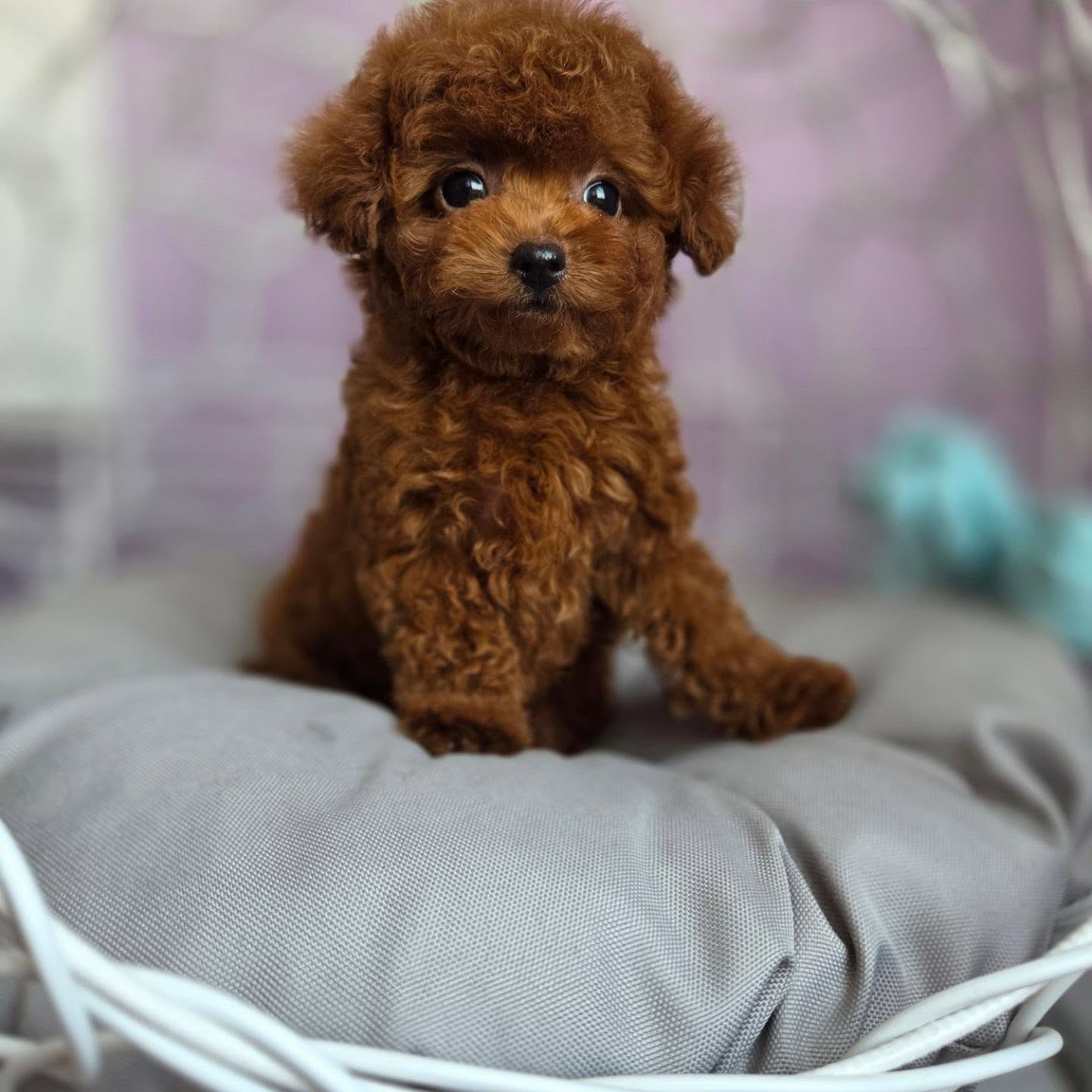 Teddy, a male Poodle sitting in a cushioned basket, photo 1 of 7