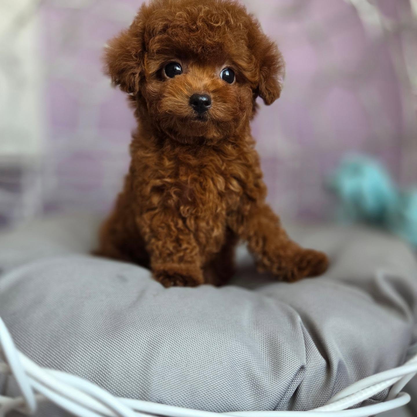 Teddy looking toward the camera from his basket, photo 3 of 7