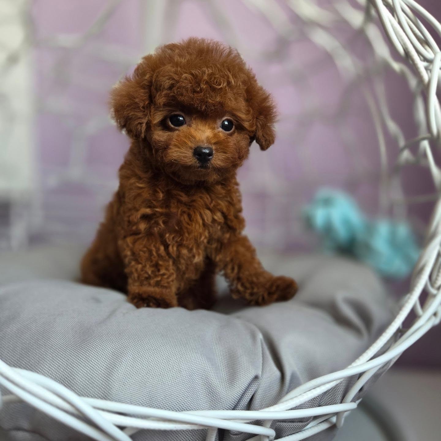 Teddy sitting at an angle in his basket, photo 5 of 7