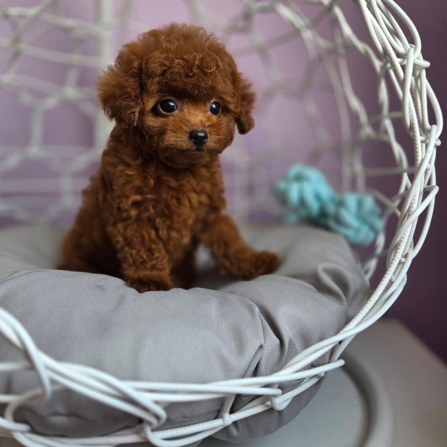Teddy seated in a soft basket, photo 2 of 7