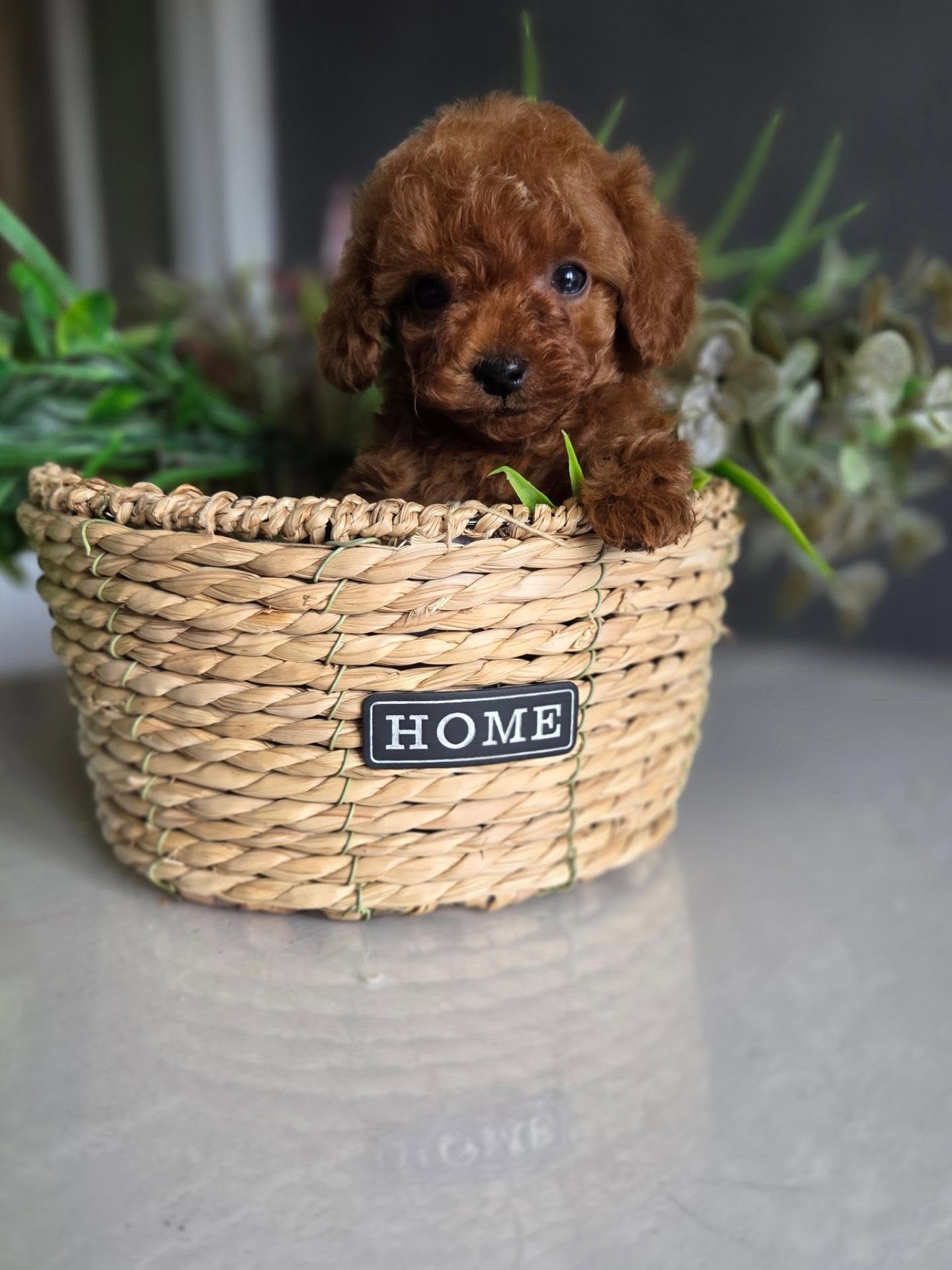 Lola, a brown female Poodle resting in her basket, photo 5 of 5