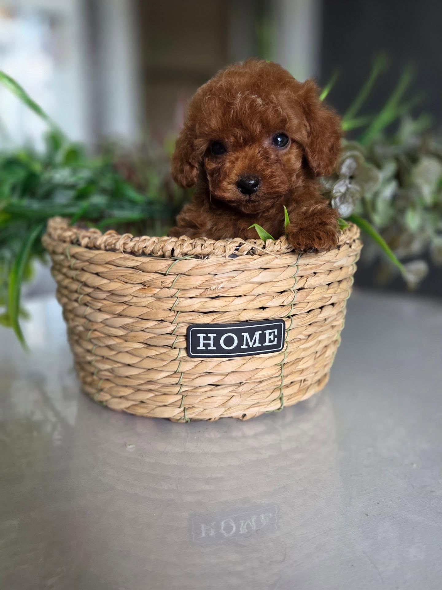 Lola, a brown female Poodle in a wicker basket, photo 4 of 5