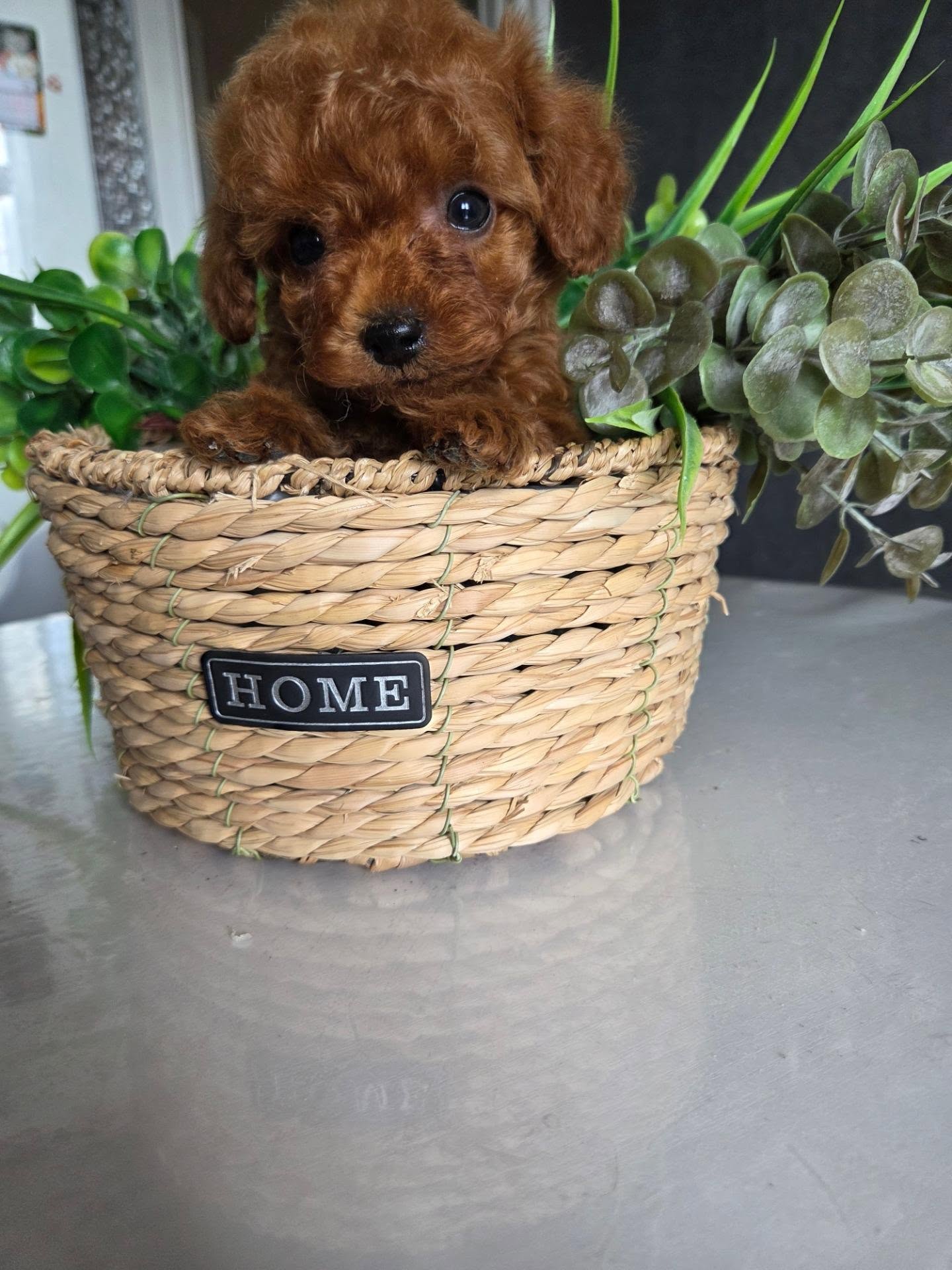 Lola, a brown female Poodle peeking over a woven basket, photo 3 of 5