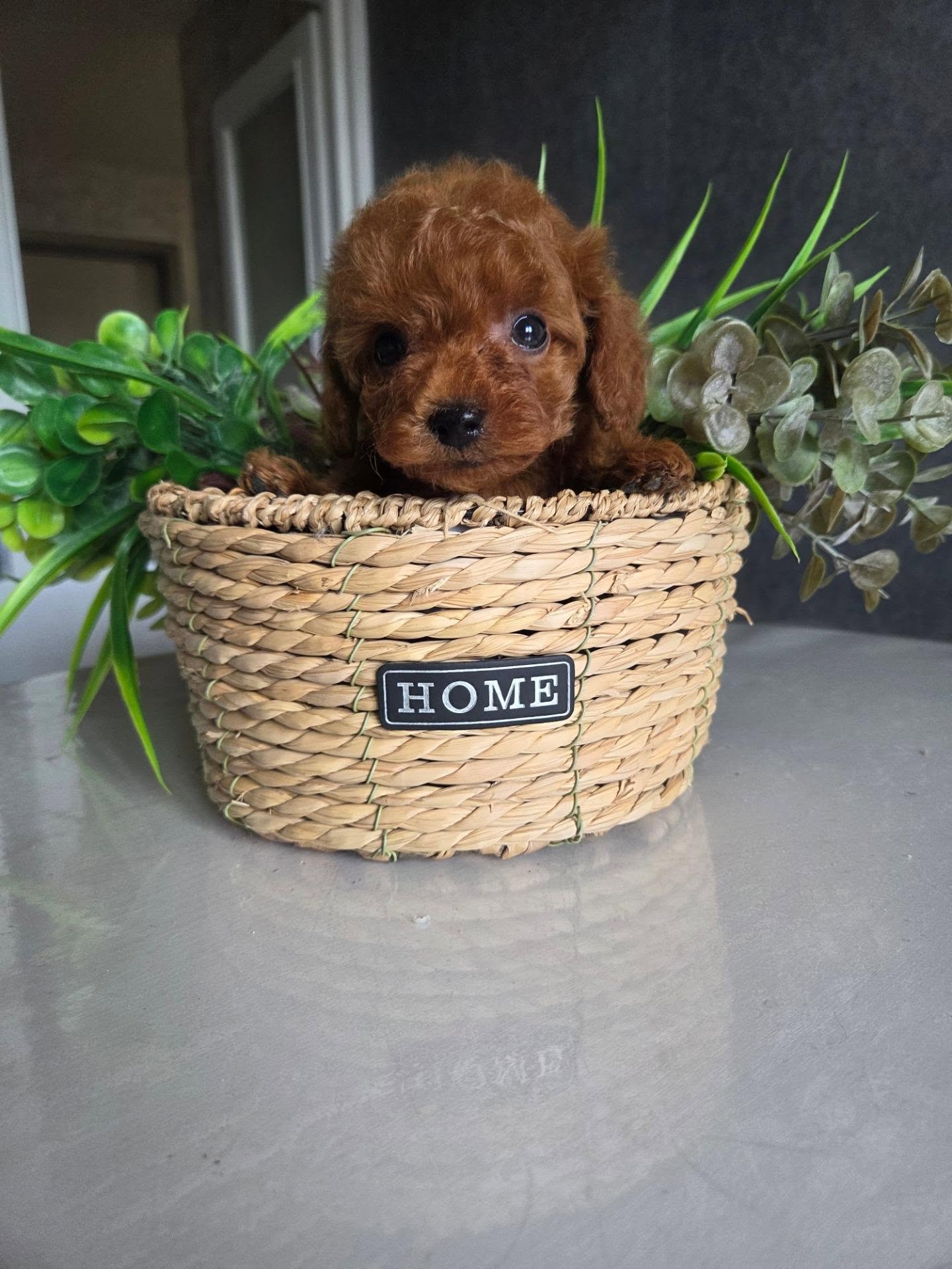 Lola, a brown female Poodle sitting among green plants, photo 2 of 5