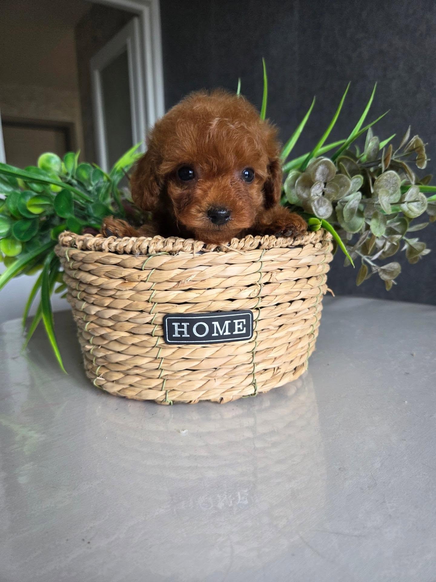 Lola, a brown female Poodle resting in a woven basket, photo 1 of 5