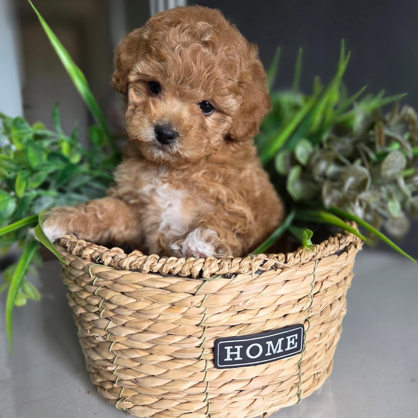 Elsie, an apricot Toy Poodle puppy in a woven basket, photo 8 of 8
