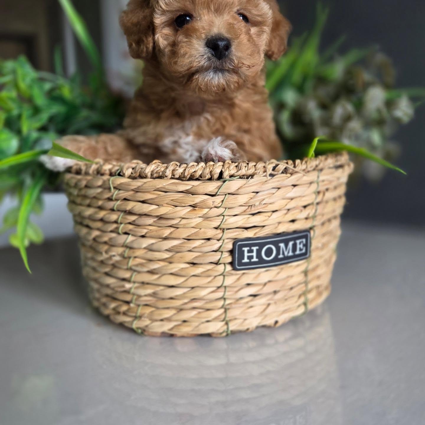 Elsie, an apricot Toy Poodle puppy in a woven basket, photo 4 of 8