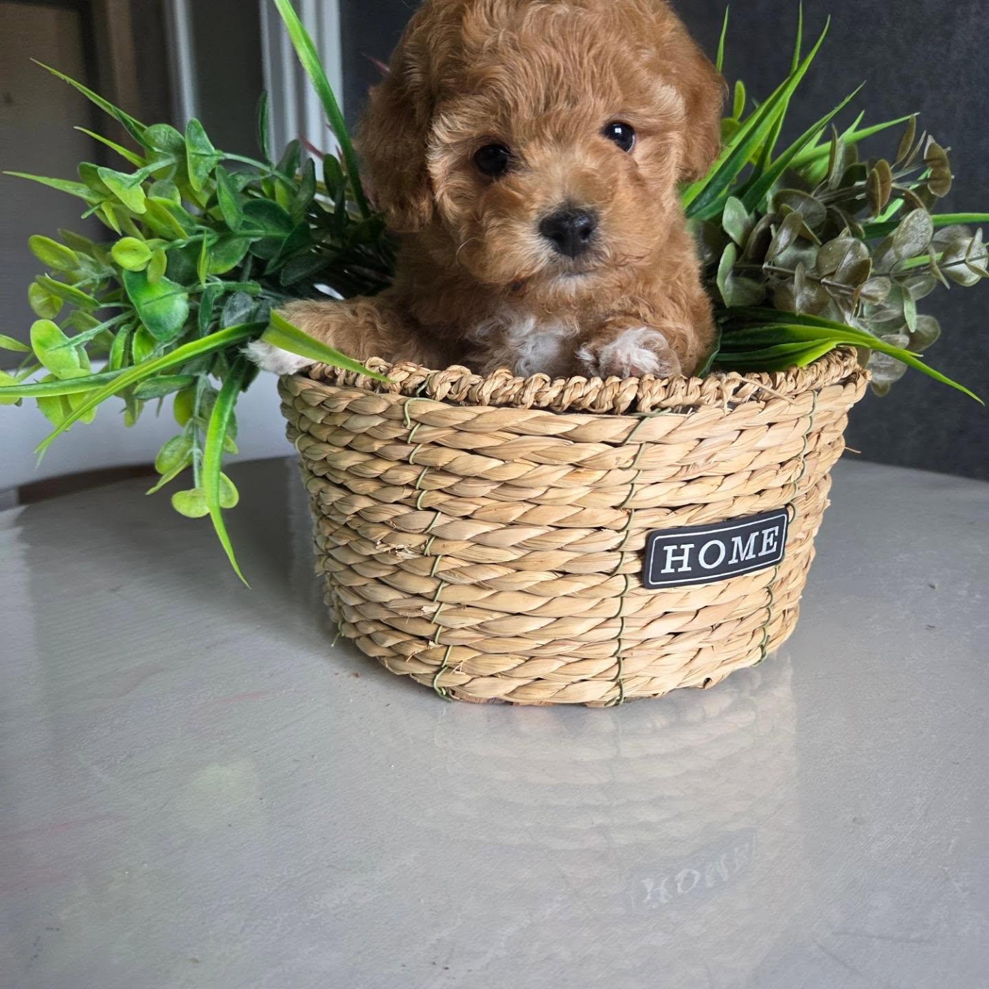 Elsie, an apricot Toy Poodle puppy in a woven basket, photo 2 of 8