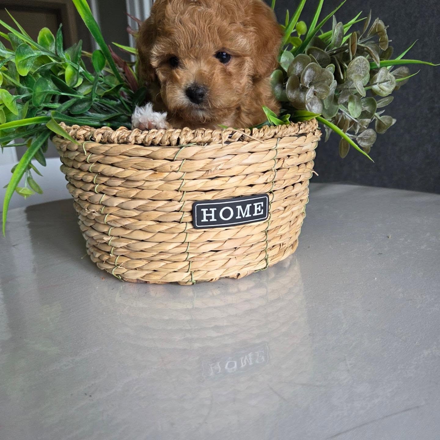 Elsie, an apricot Toy Poodle puppy in a woven basket, photo 1 of 8