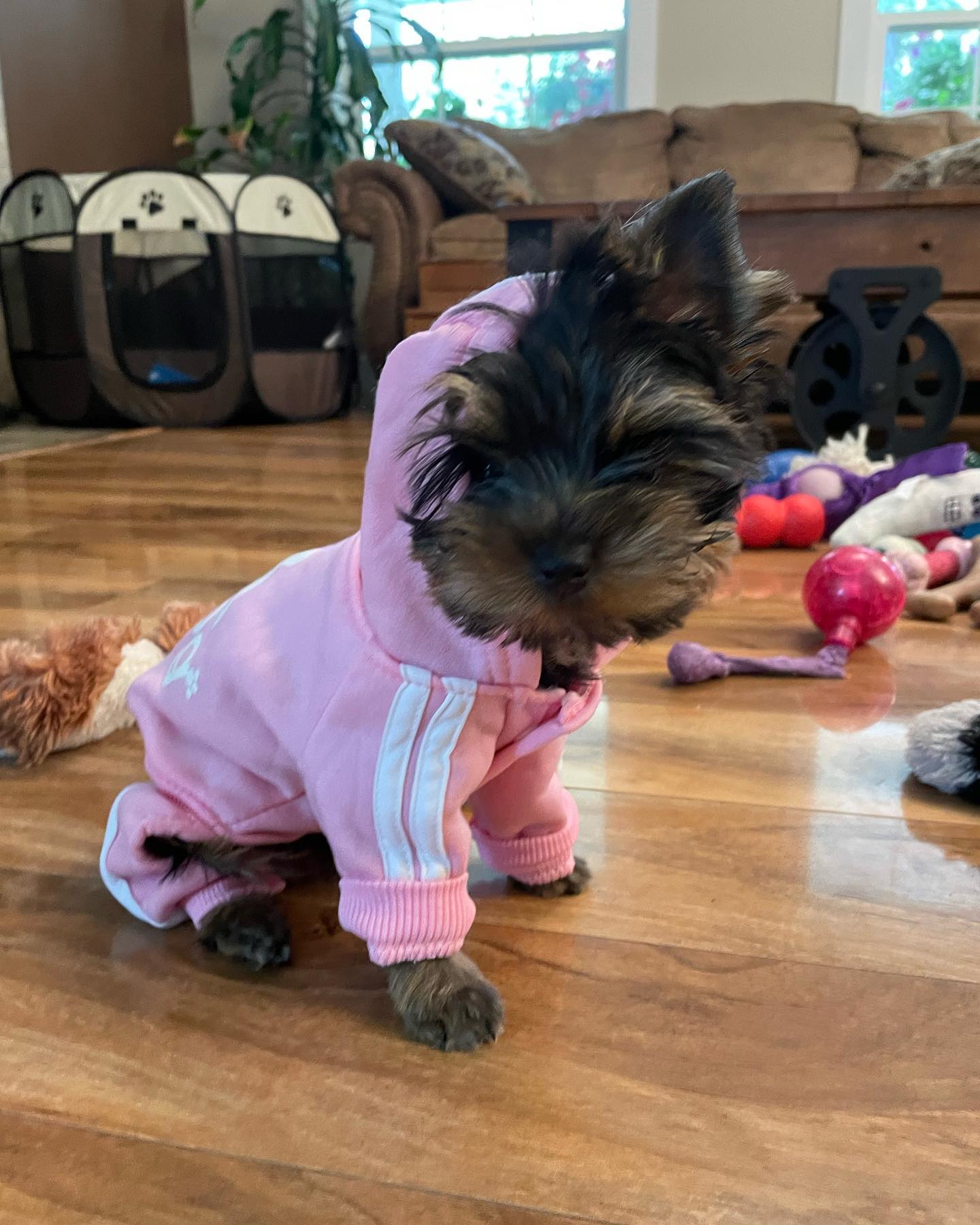 Lizzy, a female Yorkie in a pink outfit indoors, photo 5 of 8