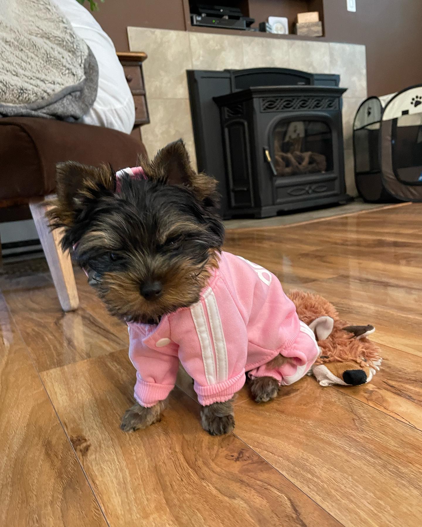Lizzy, a female Yorkie in a pink outfit beside a plush toy, photo 4 of 8