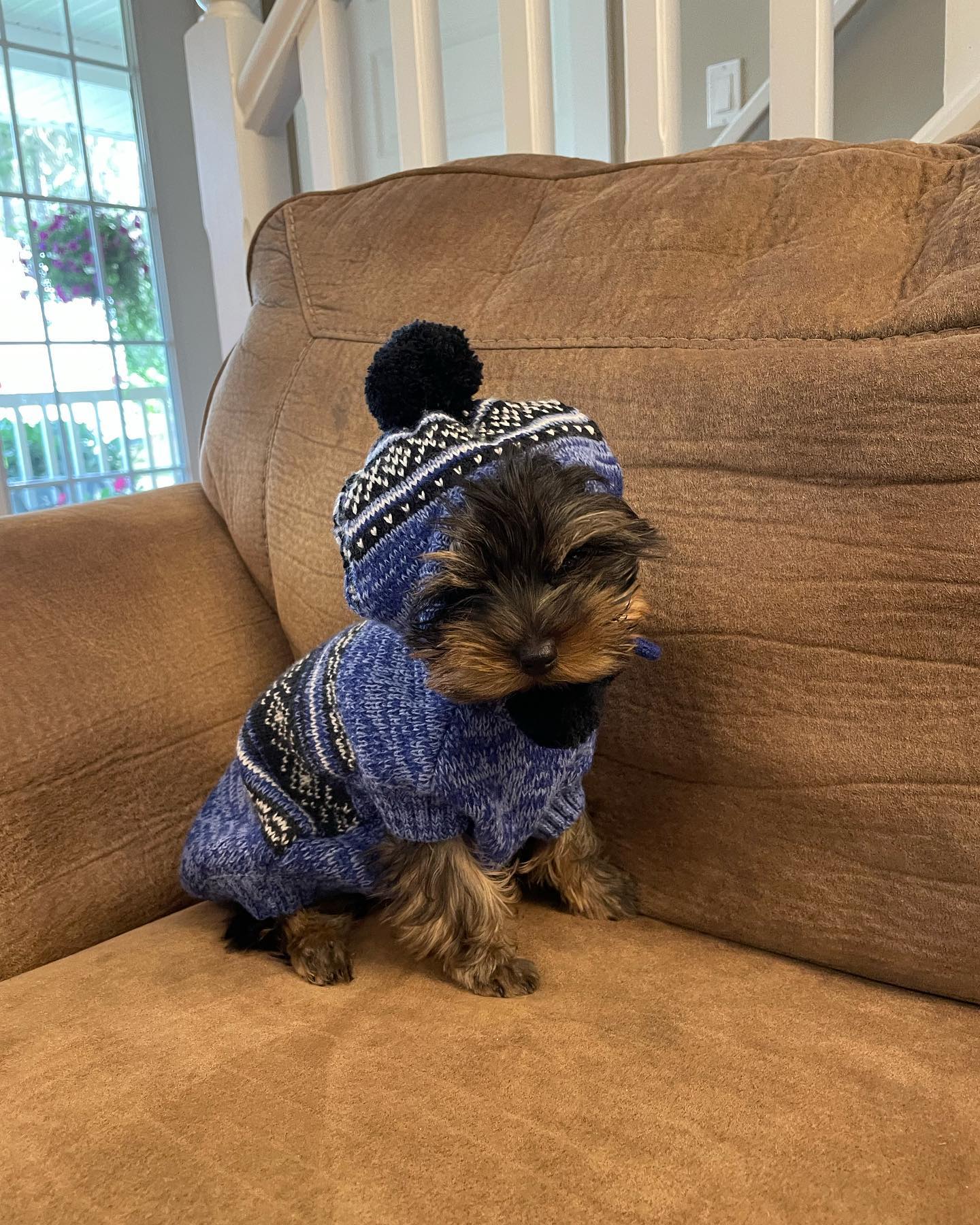 Lizzy, a female Yorkie in a dark knitted outfit with a pom-pom hat, photo 1 of 8