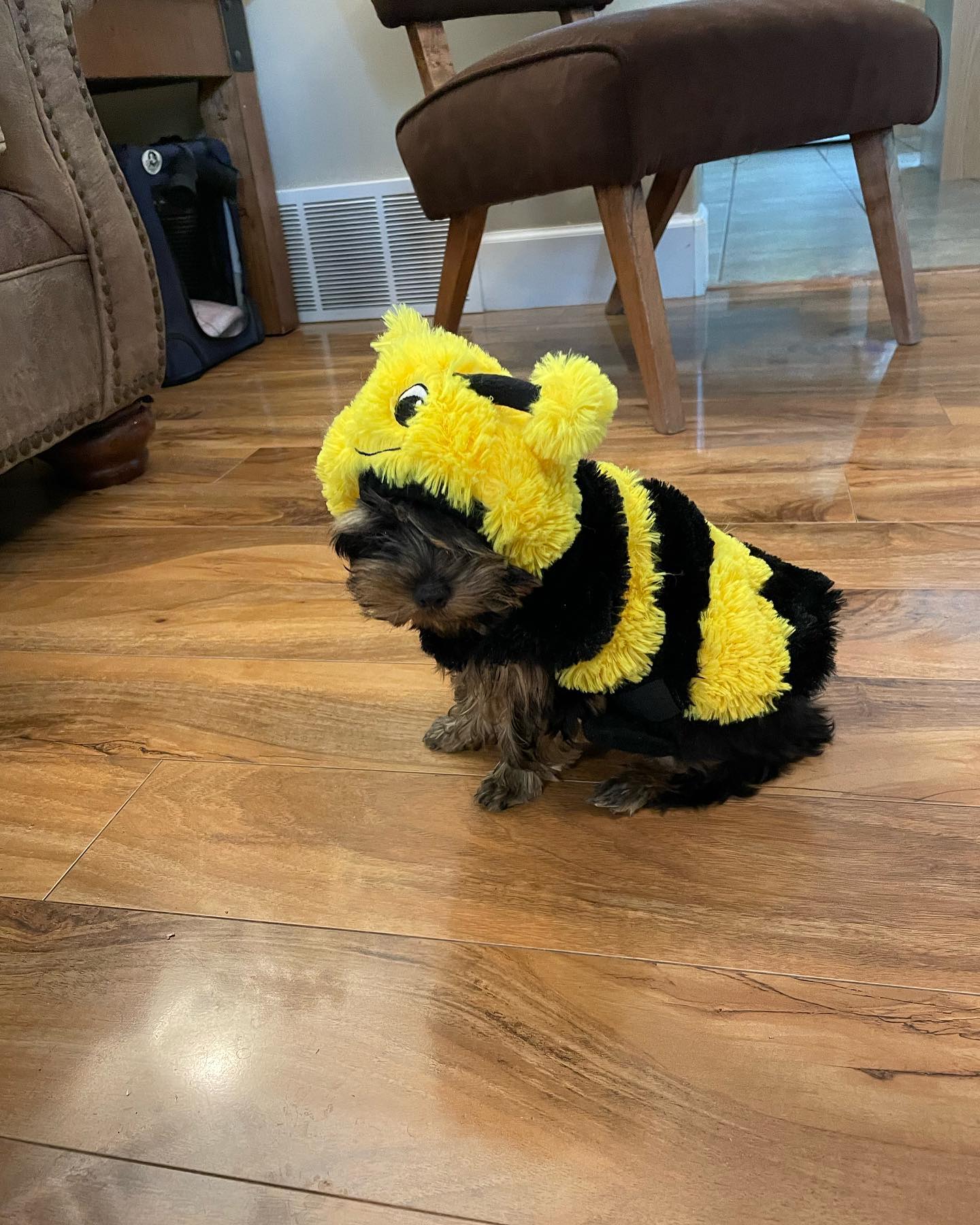 Lizzy, a female Yorkie wearing a bee costume indoors, photo 3 of 8
