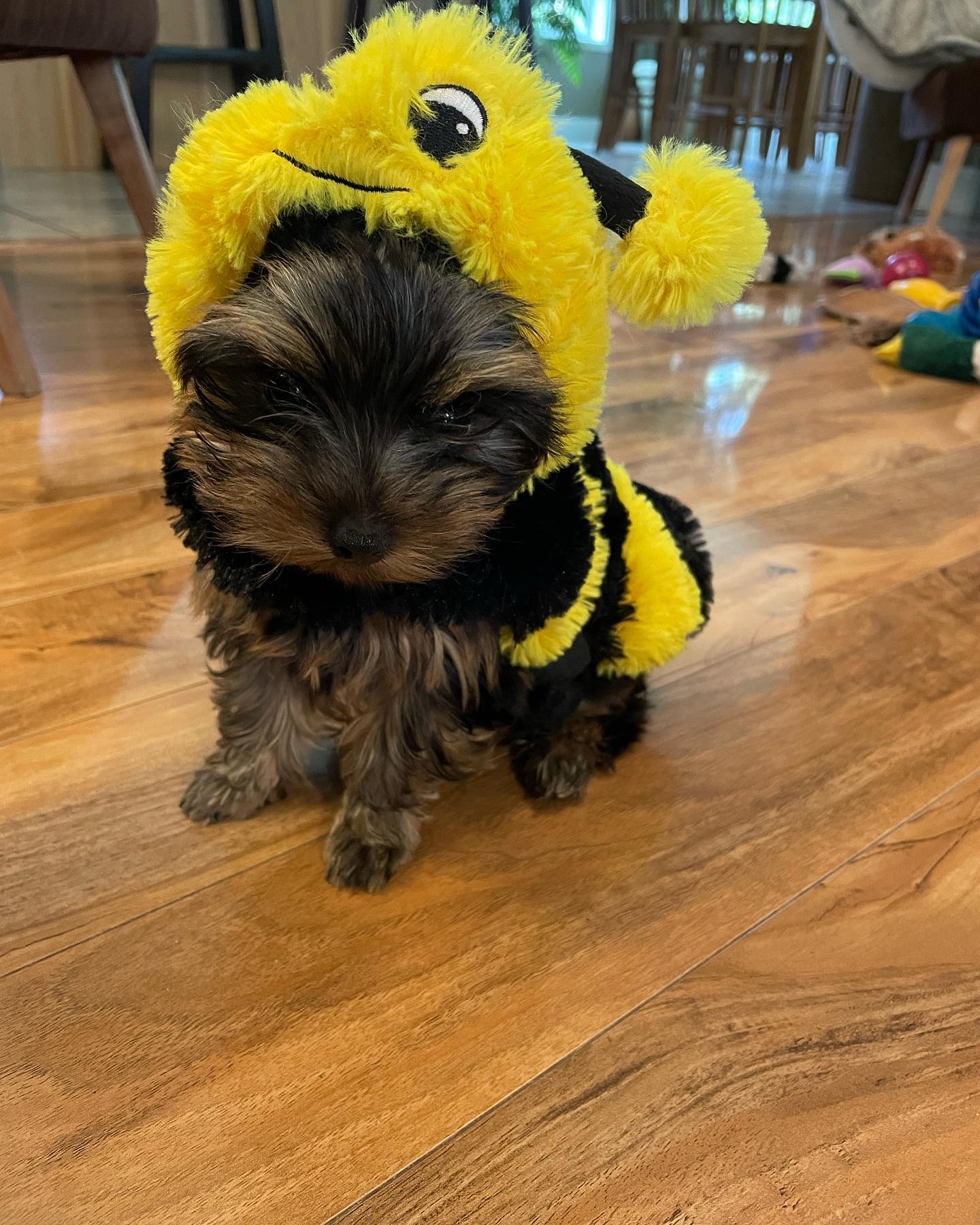 Lizzy, a female Yorkie in a yellow-and-black bee costume, photo 2 of 8