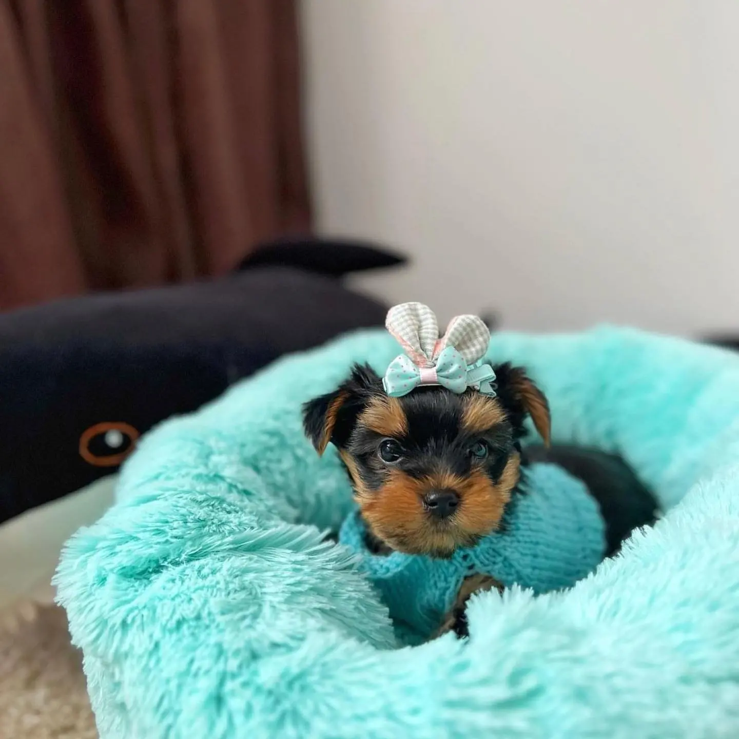 Bella, a female Yorkie peeking out from turquoise fleece, photo 5 of 7
