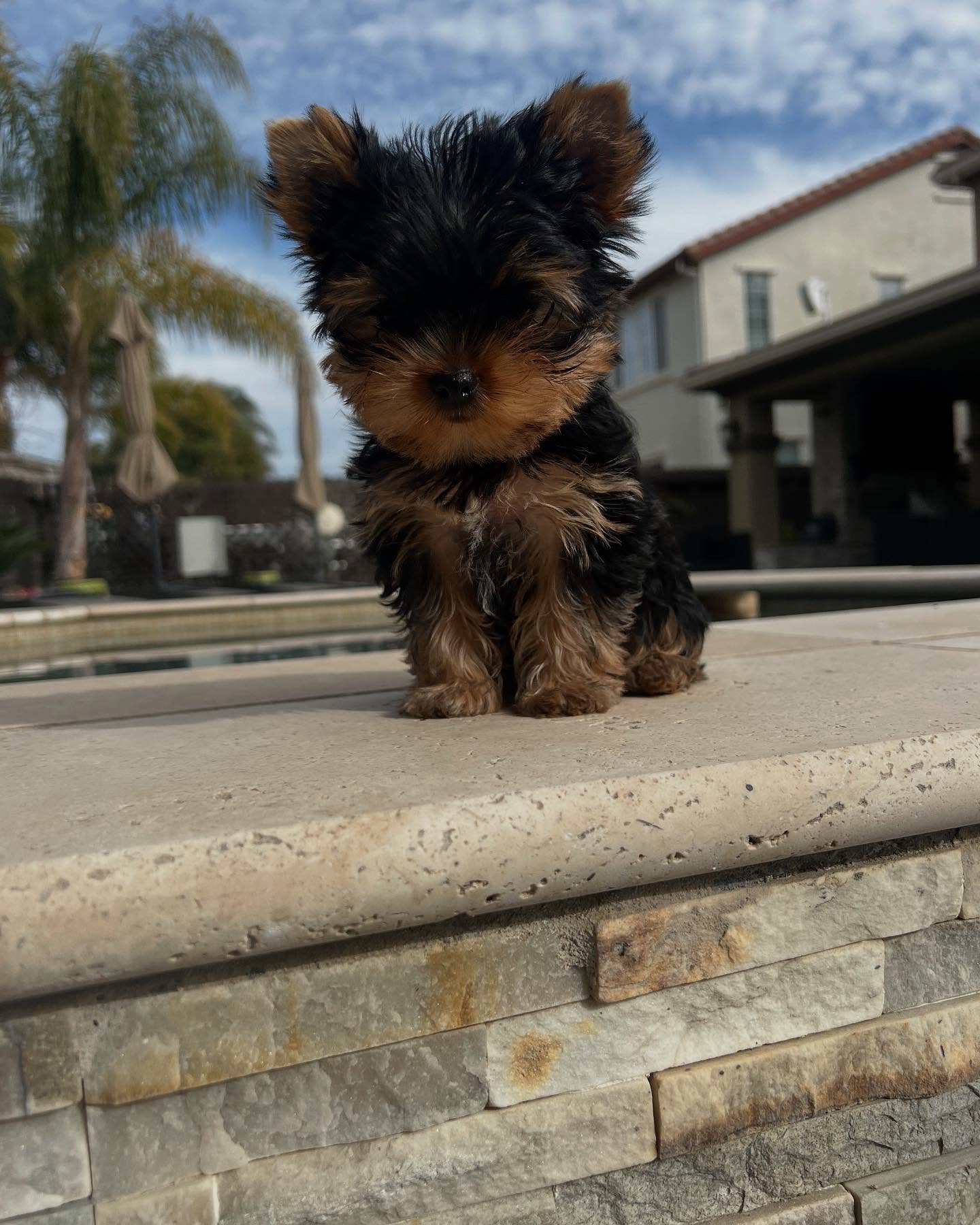 Leo, a male Yorkie sitting on a stone ledge outdoors, photo 1 of 7