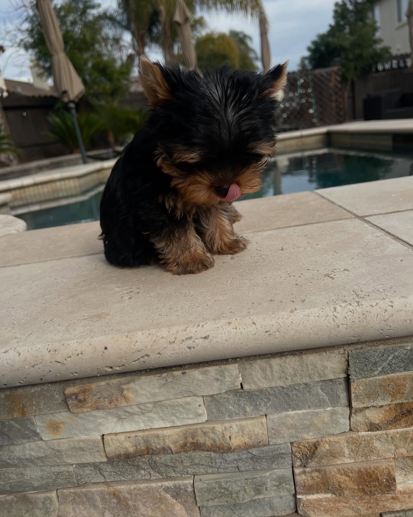 Leo, a male Yorkie facing down near the pool, photo 3 of 7