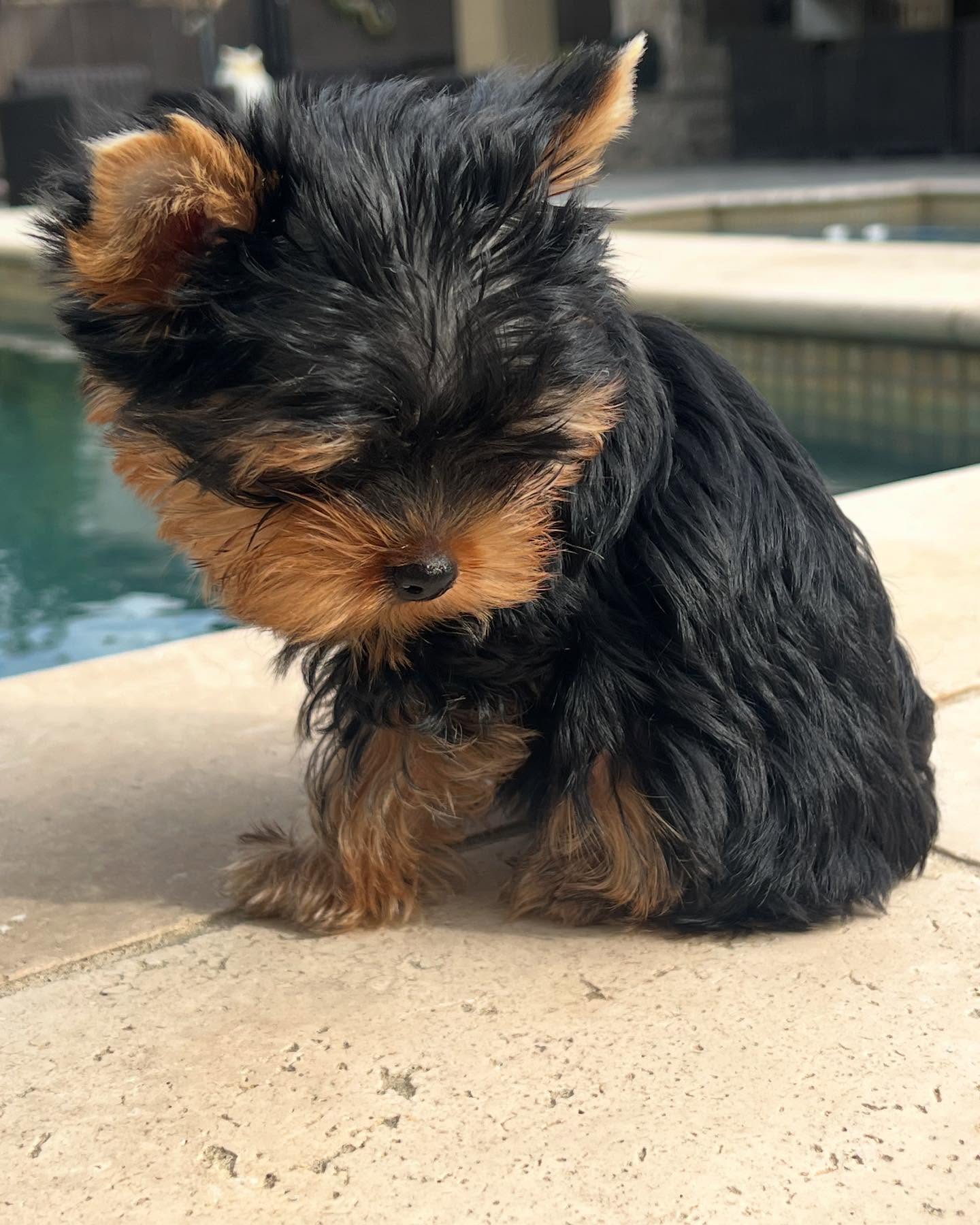 Leo, a male Yorkie in a close-up outdoors by the pool, photo 4 of 7
