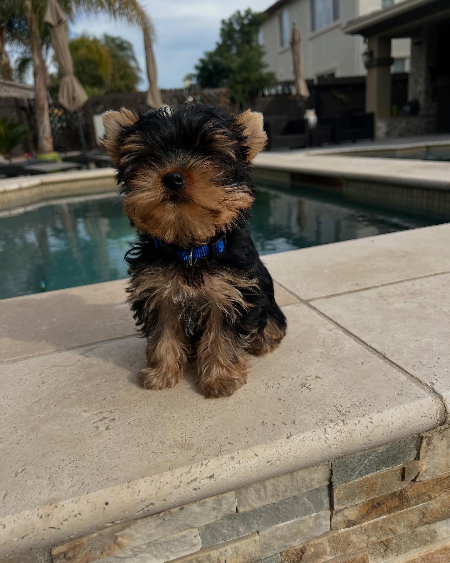 Leo, a male Yorkie sitting on a pale stone ledge, photo 6 of 7