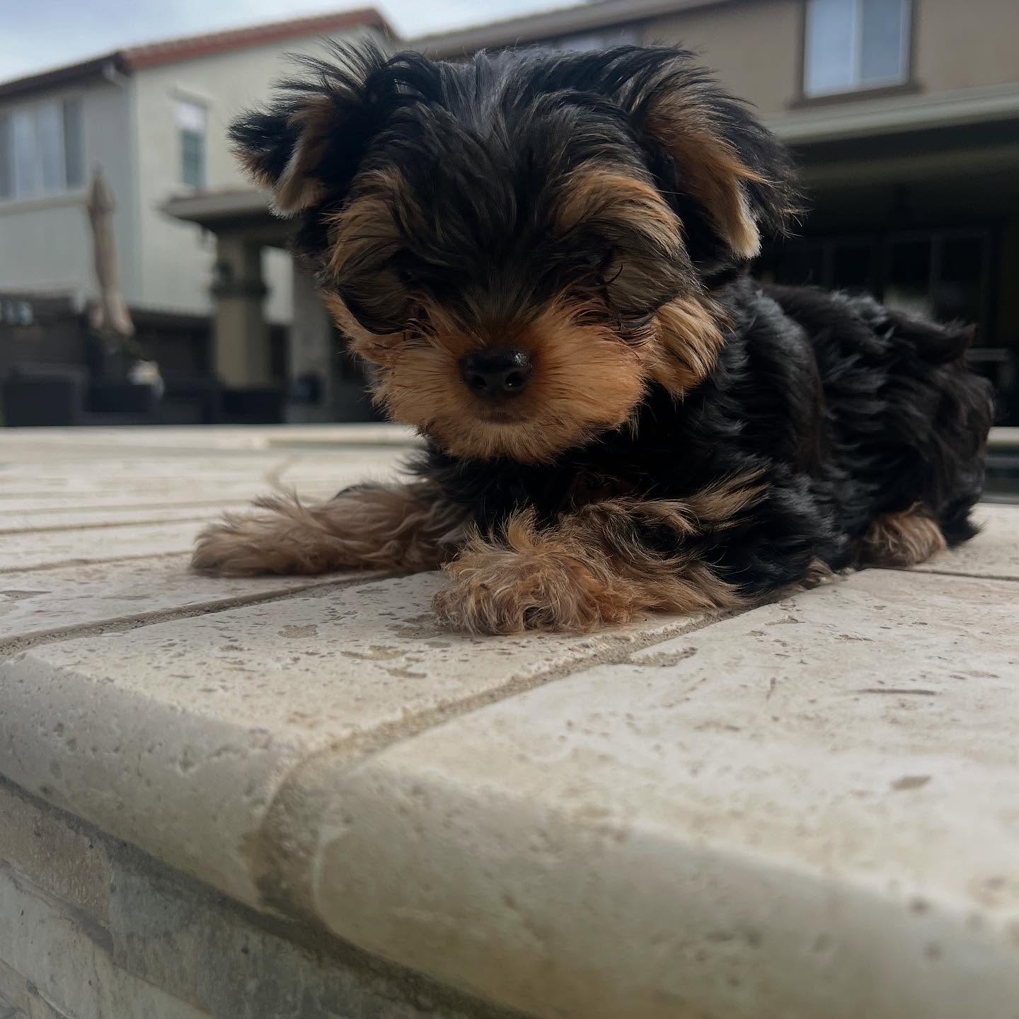 Pixie, a female Yorkie lying on a patio ledge, photo 1 of 6