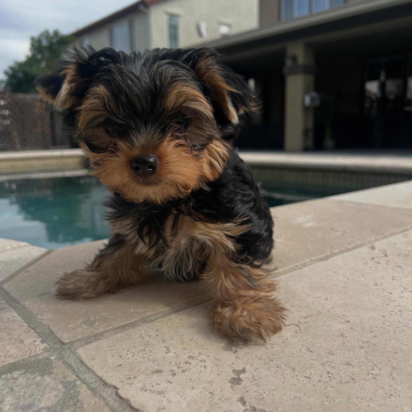 Pixie sitting on a patio by the pool, photo 5 of 6