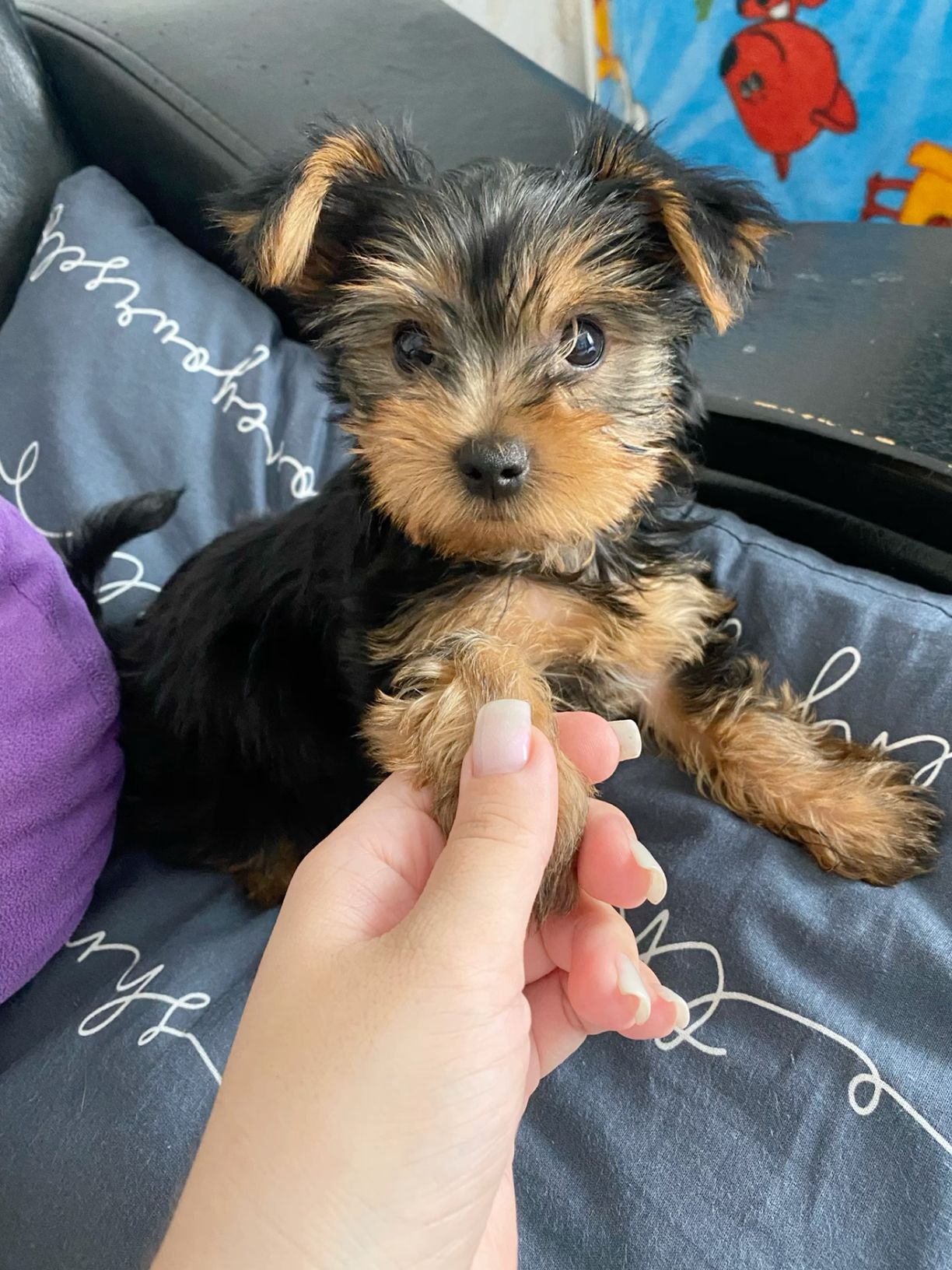 Simba, a male Yorkie puppy, marked sold.