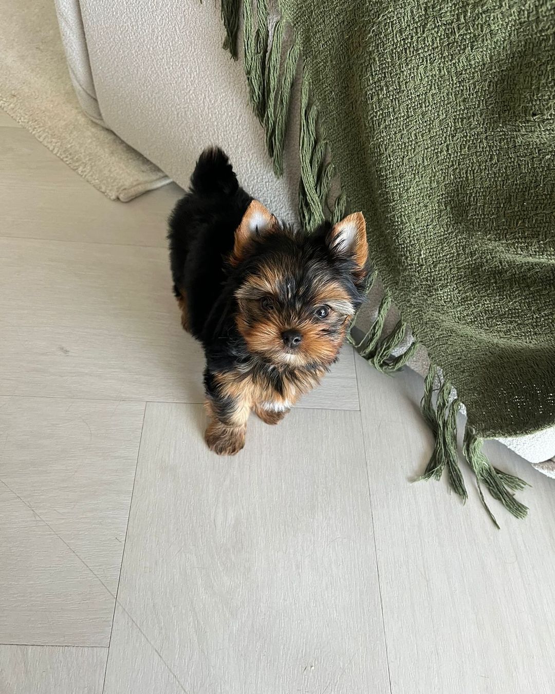 Lulu, a female Yorkie puppy, marked sold.