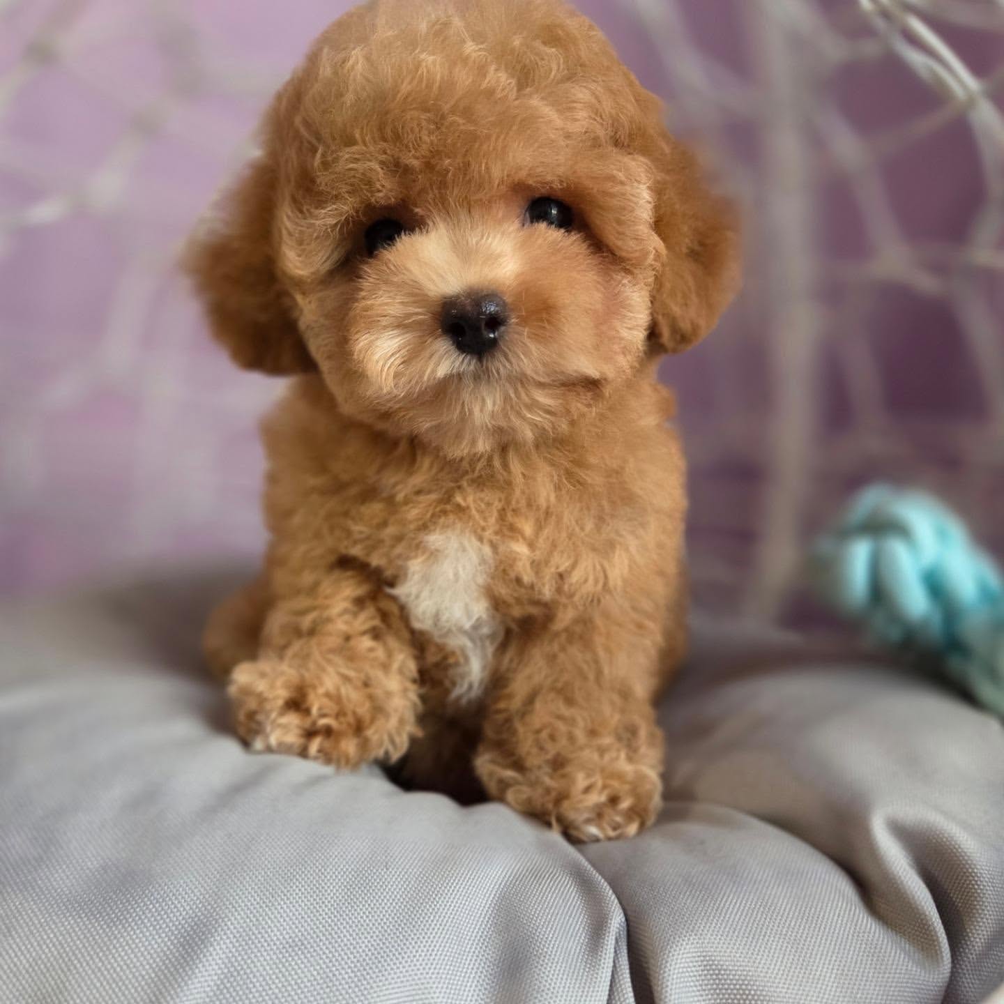 Rocky, a male Poodle puppy, marked sold.