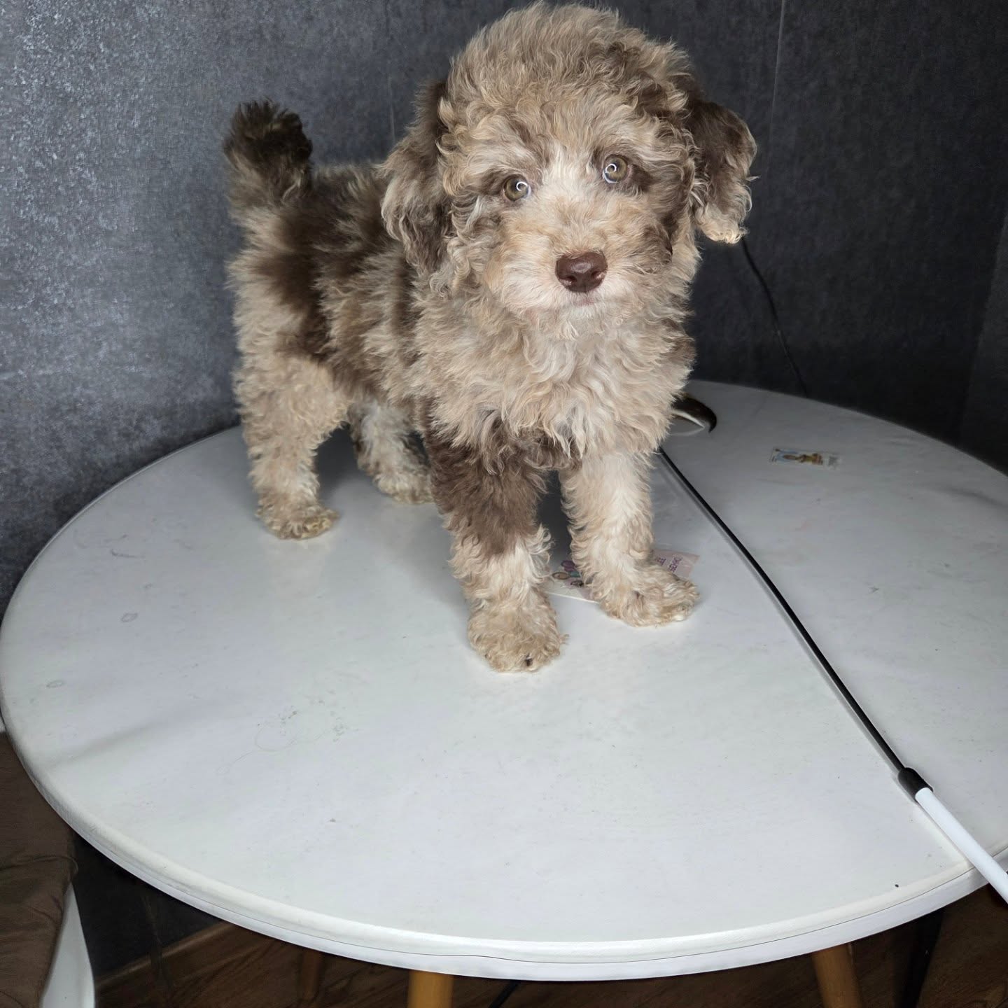 Max, a male Poodle puppy, marked sold.