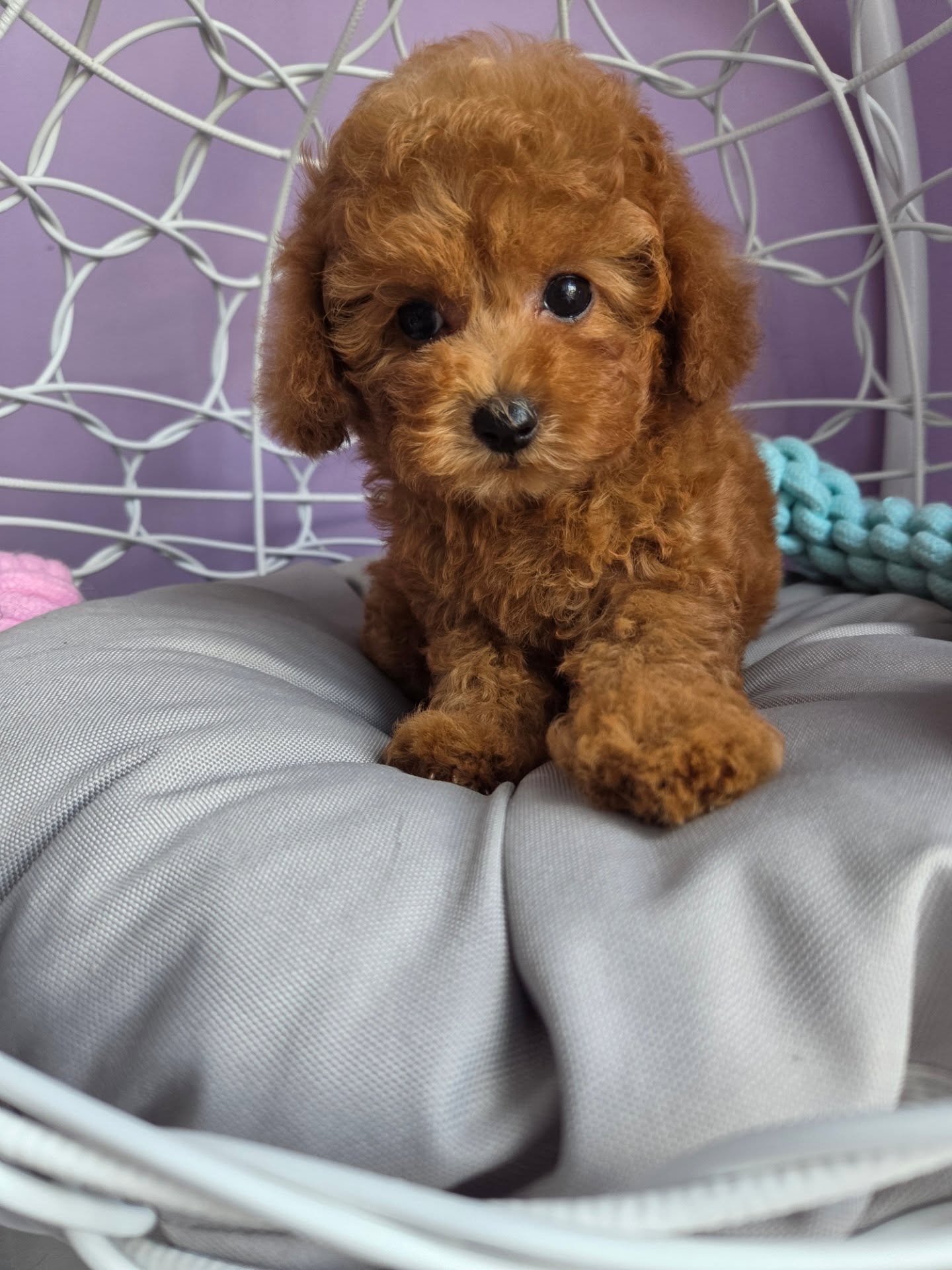 Ruby, a female Poodle puppy, marked sold.